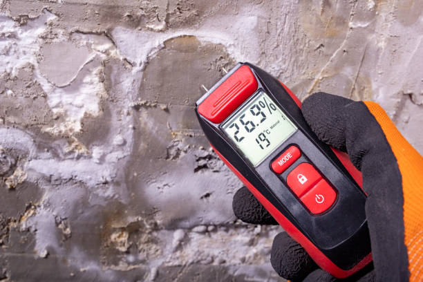 Best Black Mold Removal  in Rio Grande, NJ