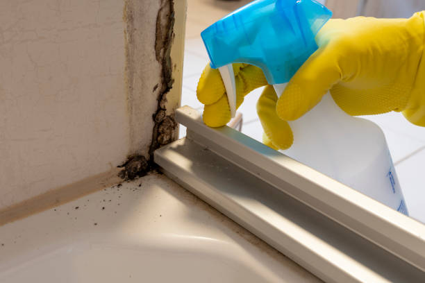 Best Commercial Mold Removal  in Rio Grande, NJ
