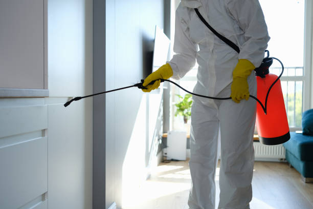 Best Mold Removal Process  in Rio Grande, NJ