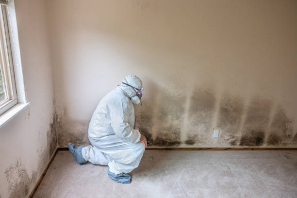Best Attic Mold Removal  in Rio Grande, NJ