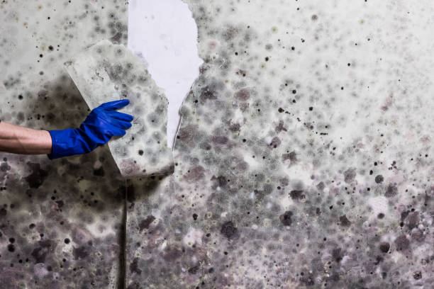 Best Toxic Mold Removal  in Rio Grande, NJ