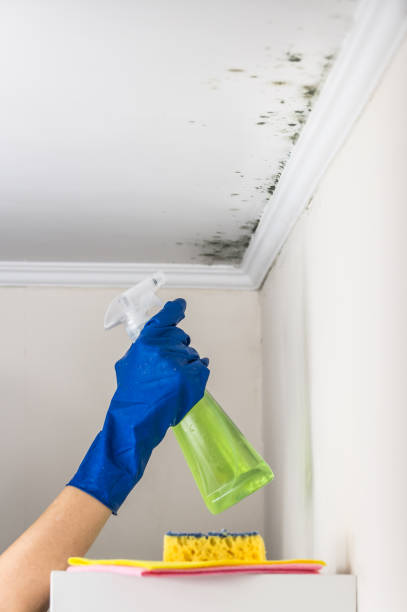 Best Mold Cleaning Services  in Rio Grande, NJ