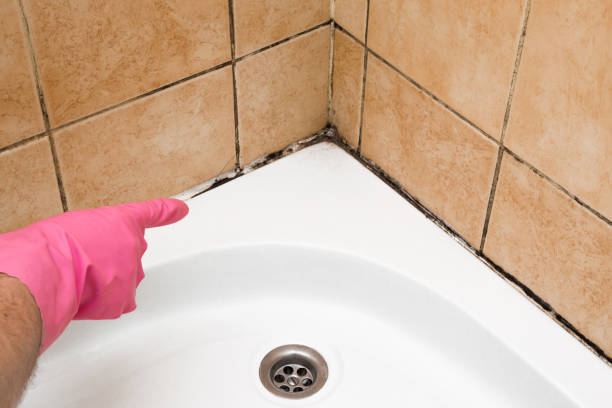Best Mold Removal Near Me  in Rio Grande, NJ